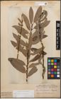 Foto von Salix caprea L. x Salix purpurea L.